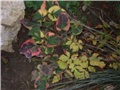 berberis